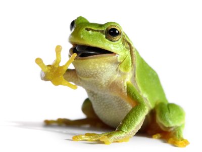 Frog Pictures